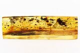 Detailed Fossil Wood Gnat, Marsh Beetle, and Fly in Baltic Amber #284570-1